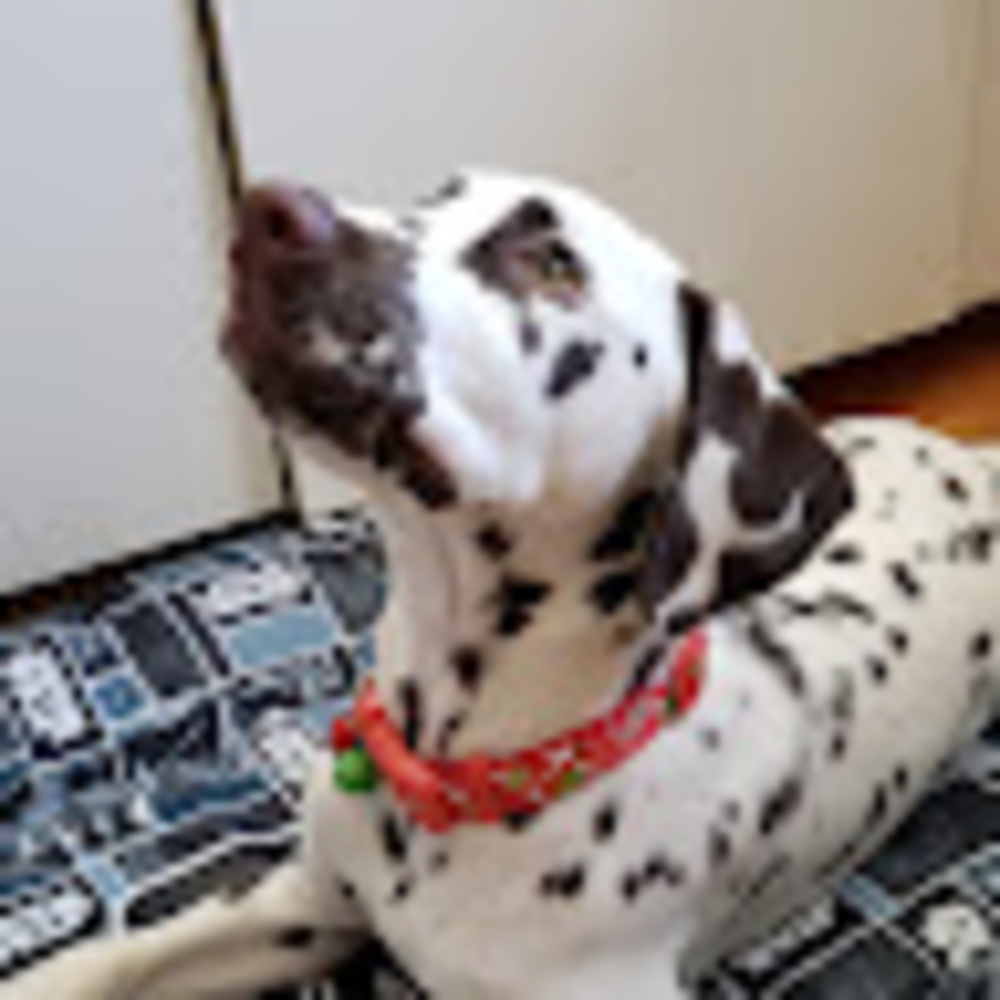 Meet your Posher, Carol